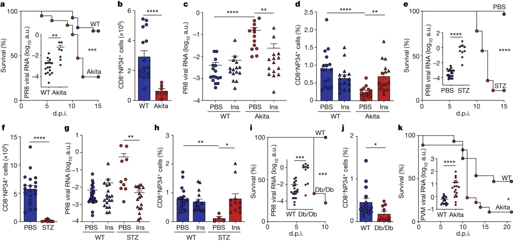 Fig. 1: Diabetes exacerbates lung viral infection.