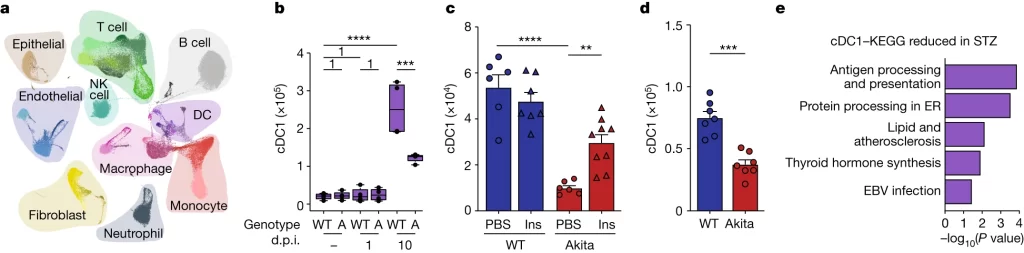 Fig. 2: Diabetes alters lung DC in homeostasis and during respiratory viral infection.