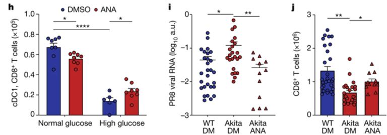 Fig. 4: Hyperglycaemia dysregulates lung DC metabolism and acetylation.