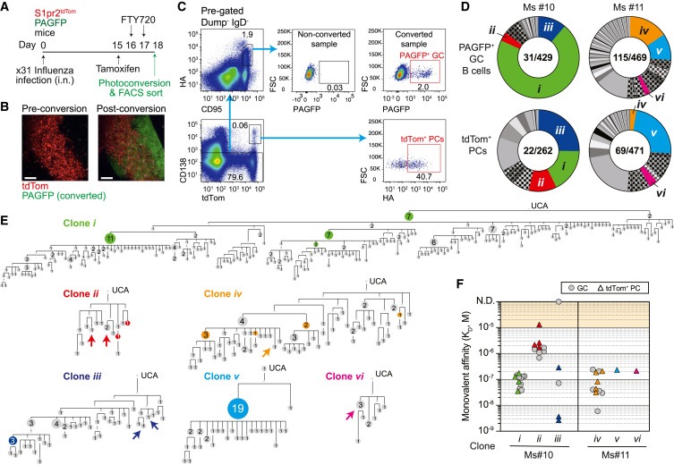 Germinal centers output clonally diverse plasma cell populations expressing high- and low-affinity antibodies