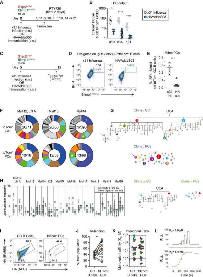 Germinal centers output clonally diverse plasma cell populations expressing high- and low-affinity antibodies