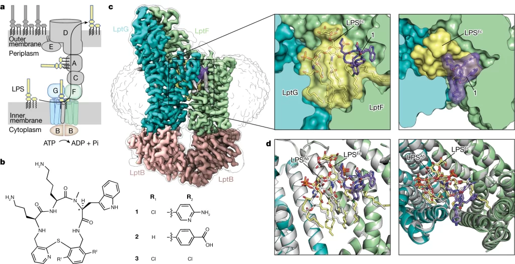 A new antibiotic traps lipopolysaccharide in its intermembrane transporter