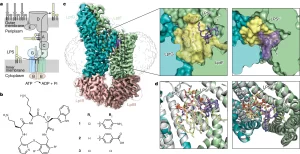 Read more about the article A new antibiotic traps lipopolysaccharide in its intermembrane transporter