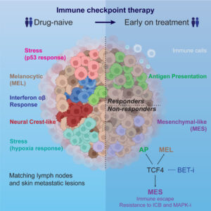 Read more about the article A TCF4-dependent gene regulatory network confers resistance to immunotherapy in melanoma