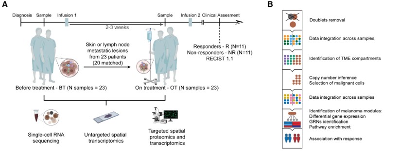 Fig 1A, B: 치료 경험이 없는 인간 melanoma transcriptome의 세분화된 landscape