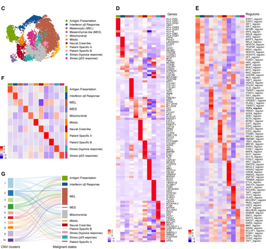 Fig 1 C-G: 치료 경험이 없는 인간 melanoma transcriptome의 세분화된 landscape