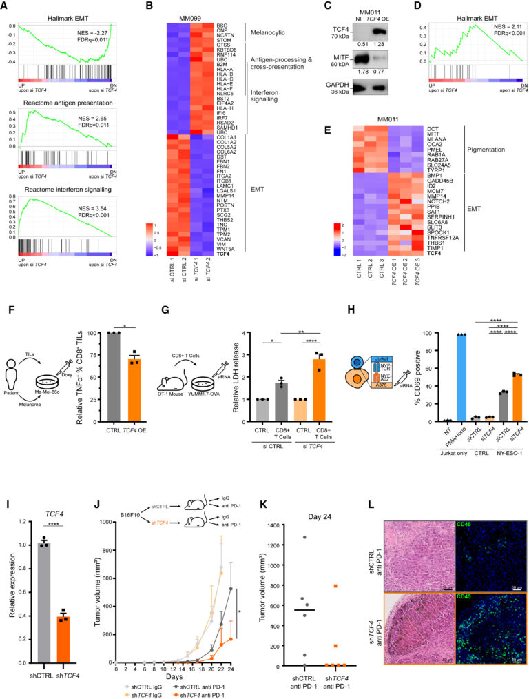 Fig 5: 여러 melanoma transcriptional program을 조율하는 TCF4