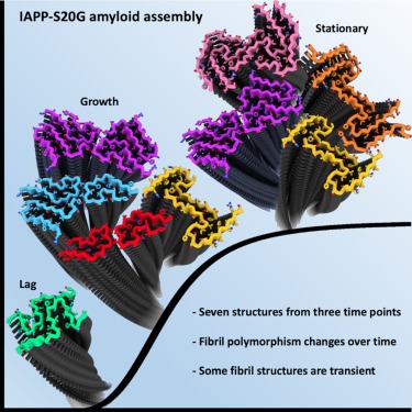 Read more about the article Structural evolution of fibril polymorphs during amyloid assembly