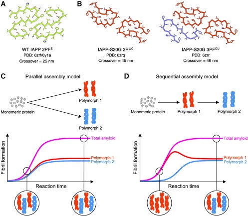 Structural evolution of fibril polymorphs during amyloid assembly