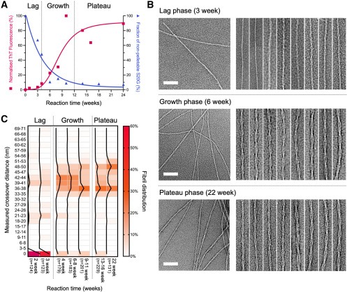 Structural evolution of fibril polymorphs during amyloid assembly