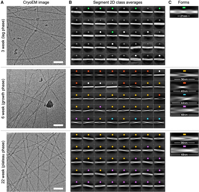 Structural evolution of fibril polymorphs during amyloid assembly