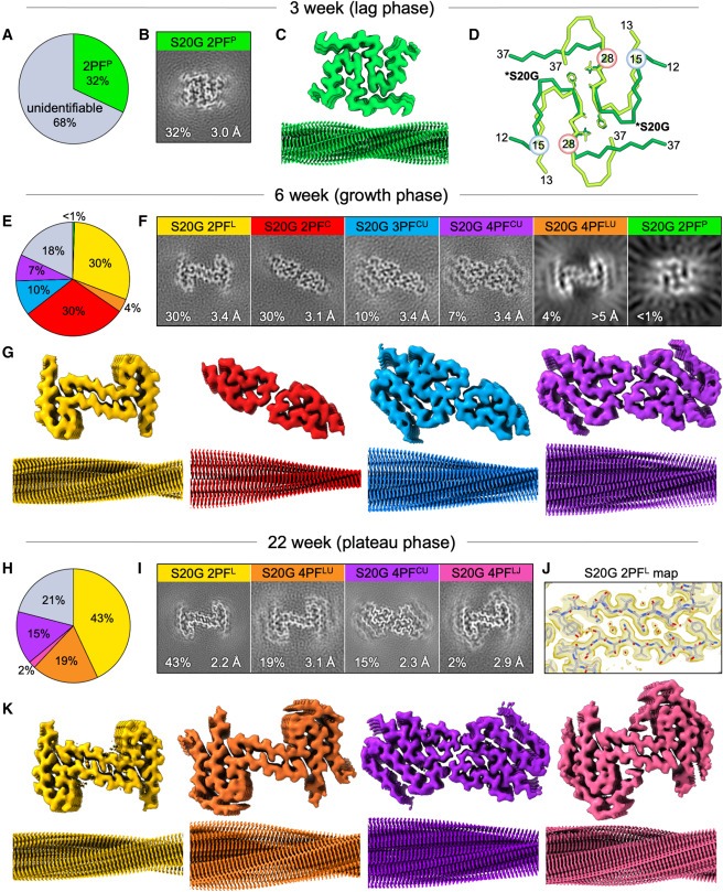 Structural evolution of fibril polymorphs during amyloid assembly