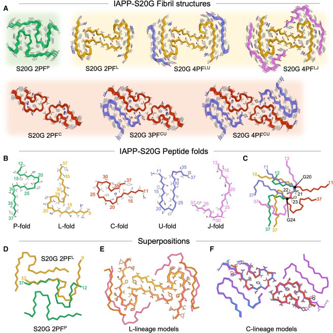 Structural evolution of fibril polymorphs during amyloid assembly