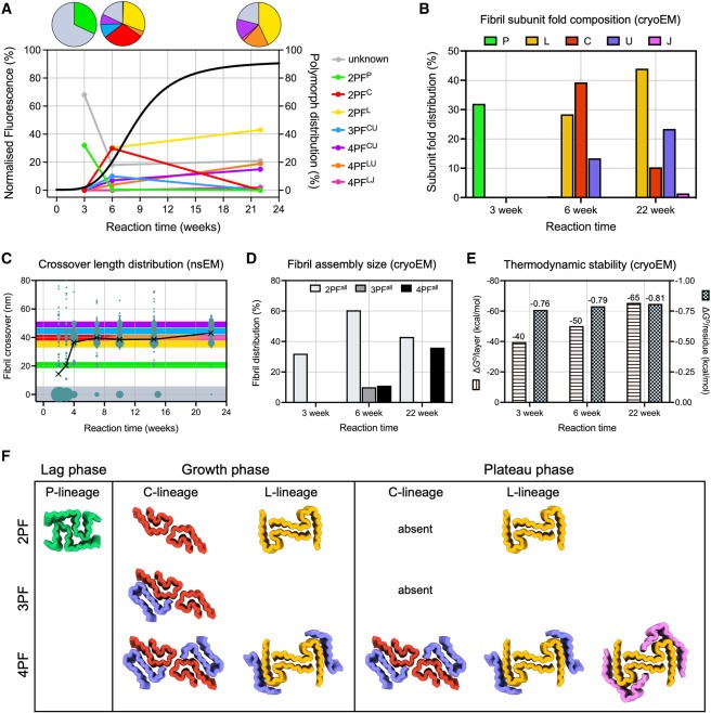 Structural evolution of fibril polymorphs during amyloid assembly