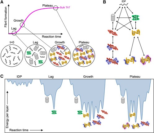 Structural evolution of fibril polymorphs during amyloid assembly