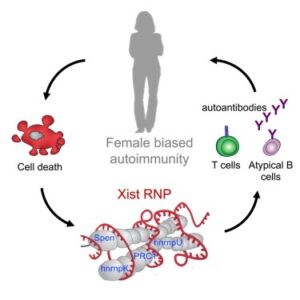 Read more about the article Xist ribonucleoproteins promote female sex-biased autoimmunity