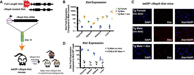 Xist ribonucleoproteins promote female sex-biased autoimmunity