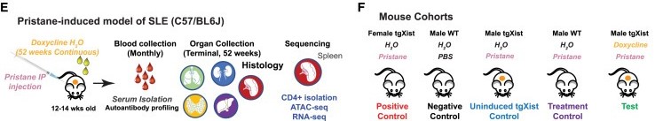 Xist ribonucleoproteins promote female sex-biased autoimmunity