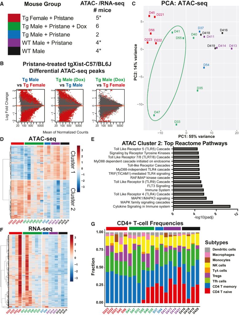 Xist ribonucleoproteins promote female sex-biased autoimmunity