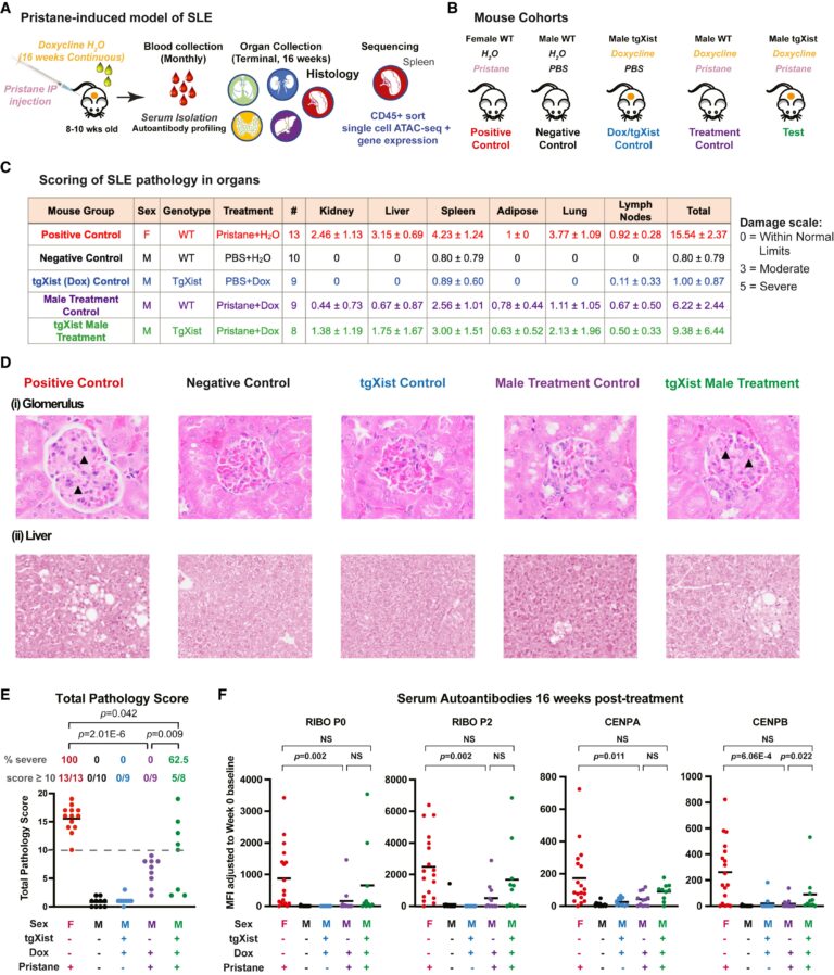 Xist ribonucleoproteins promote female sex-biased autoimmunity