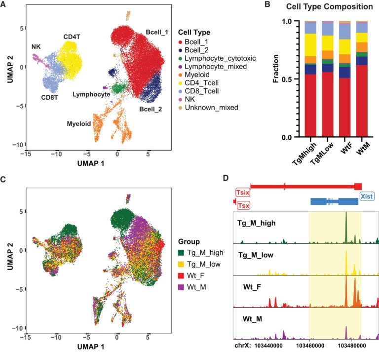 Xist ribonucleoproteins promote female sex-biased autoimmunity