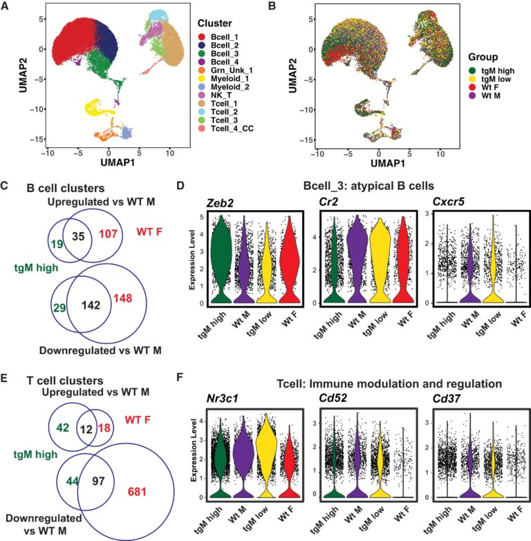 Xist ribonucleoproteins promote female sex-biased autoimmunity