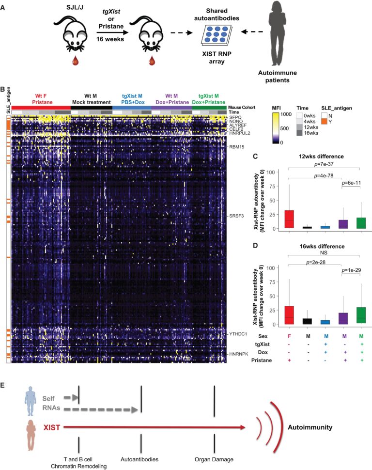 Xist ribonucleoproteins promote female sex-biased autoimmunity