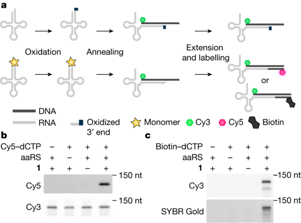 Adding α,α-disubstituted and β-linked monomers to the genetic code of an organism