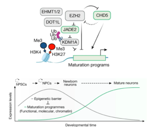 Read more about the article An epigenetic barrier sets the timing of human neuronal maturation