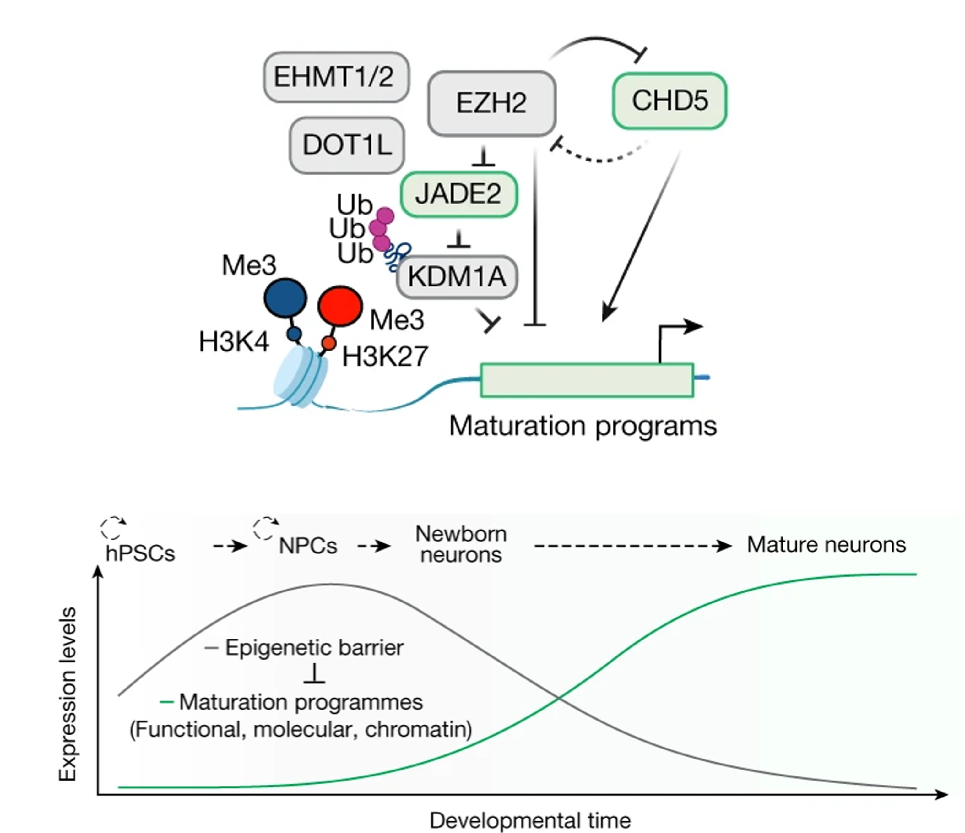 Read more about the article An epigenetic barrier sets the timing of human neuronal maturation