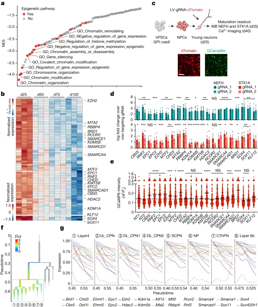 Fig 3: epigenetic switch가 신경 세포의 성숙을 유도