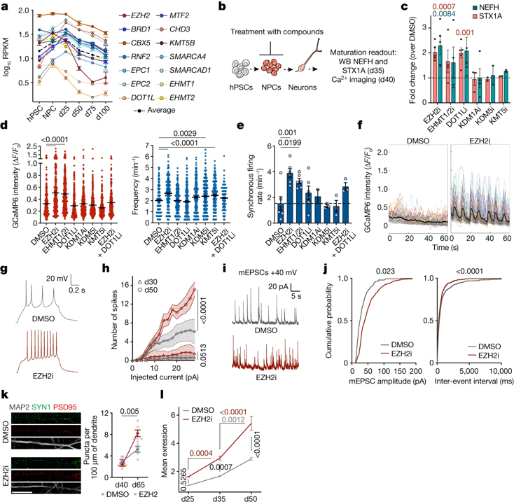 Fig 4(A-L): NPCs에서 epigenetic factor의 가변적인 억제는 신경세포의 더 빠른 성숙을 유도함