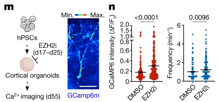 Fig 4(M-N): NPCs에서 epigenetic factor의 가변적인 억제는 신경세포의 더 빠른 성숙을 유도함