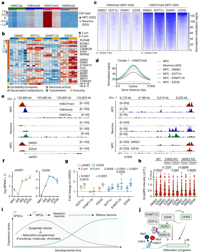 Fig 5: NPCs에서의 epigenetic barrier가 신경 세포 성숙 프로그램 onset을 제어함