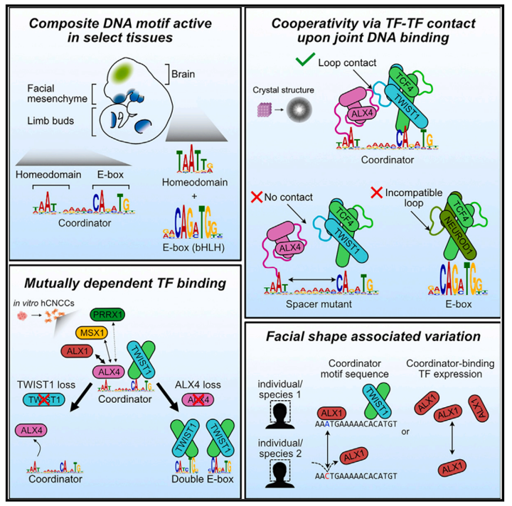 DNA-guided transcription factor cooperativity shapes face and limb mesenchyme