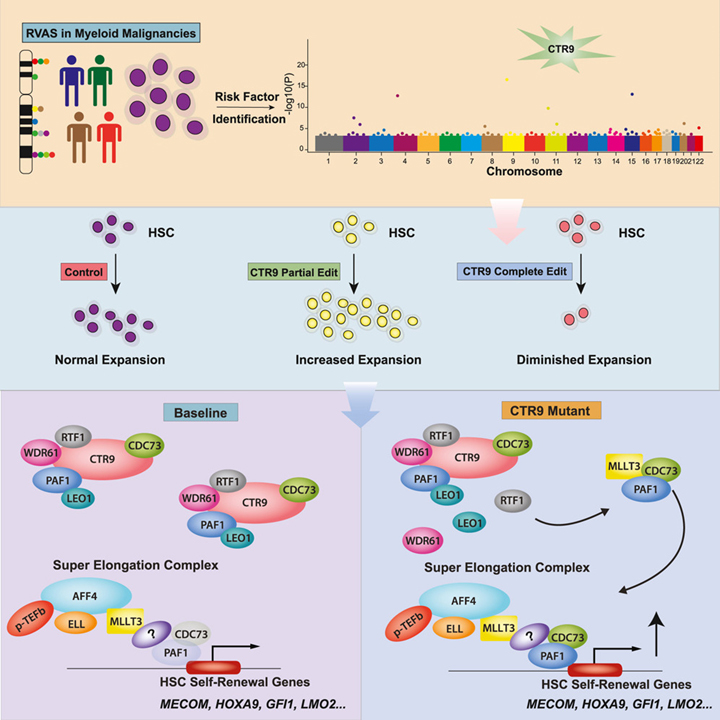 Inherited blood cancer predisposition through altered transcription elongation