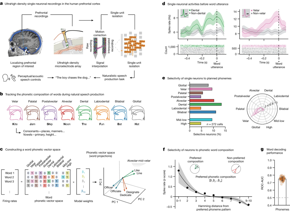 Single-neuronal elements of speech production in humans