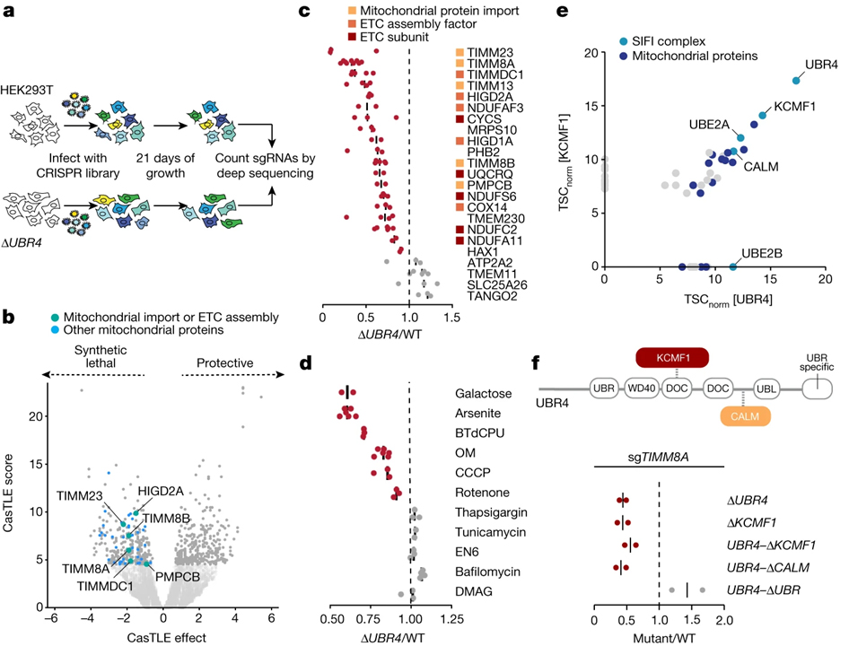 Stress response silencing by an E3 ligase mutated in neurodegeneration ...