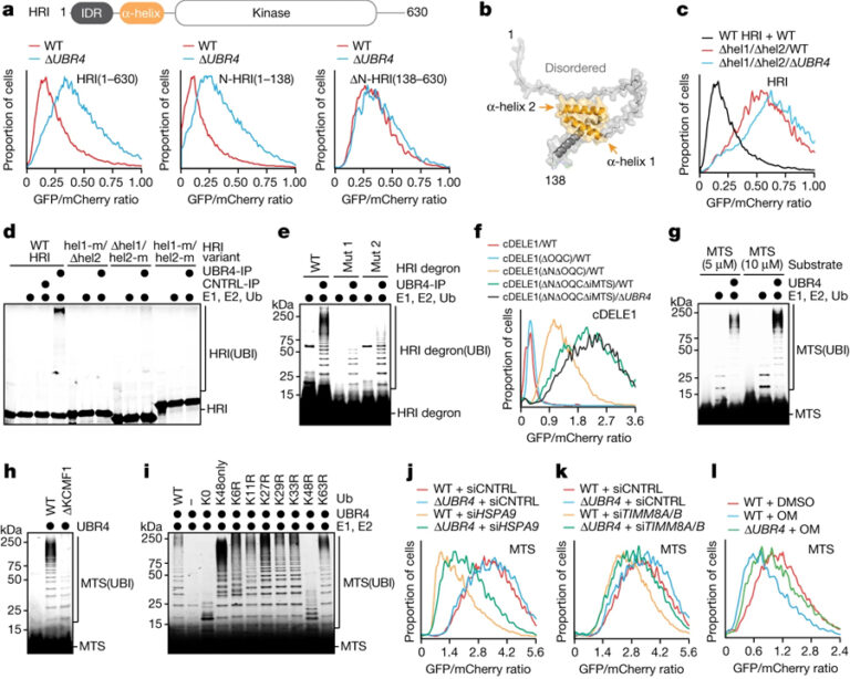 Stress response silencing by an E3 ligase mutated in neurodegeneration