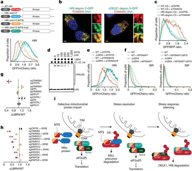 Stress response silencing by an E3 ligase mutated in neurodegeneration