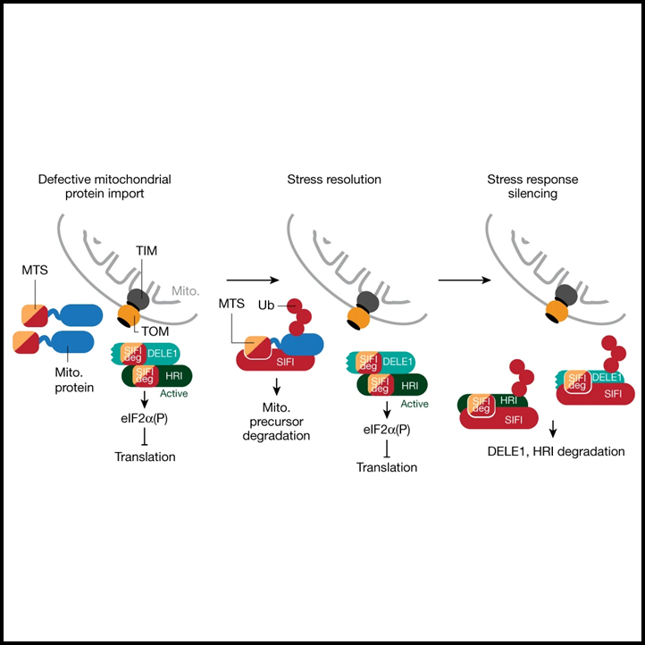 Stress response silencing by an E3 ligase mutated in neurodegeneration