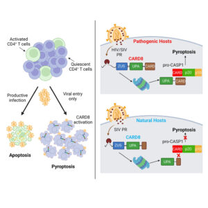 Read more about the article The CARD8 inflammasome dictates HIV/SIV pathogenesis and disease progression