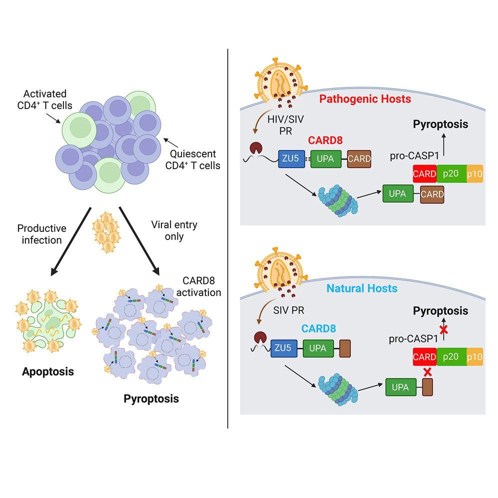 Read more about the article The CARD8 inflammasome dictates HIV/SIV pathogenesis and disease progression