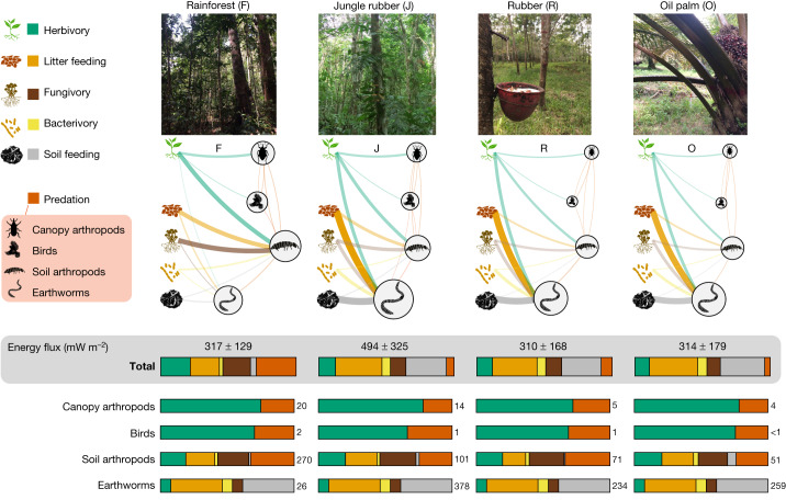 Distribution of energy across aboveground and belowground compartments in rainforest and plantation food webs.