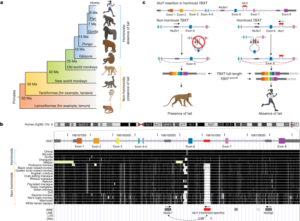 Read more about the article On the genetic basis of tail-loss evolution in humans and apes