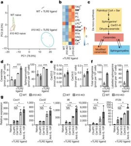 Read more about the article IL-10 constrains sphingolipid metabolism to limit inflammation