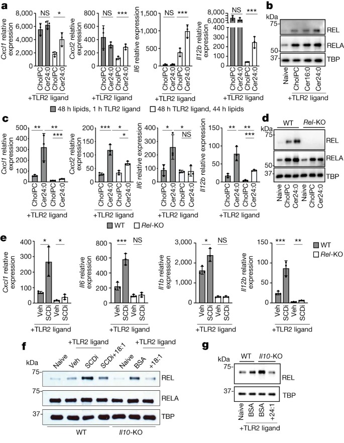 IL-10 constrains sphingolipid metabolism to limit inflammation