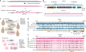 Read more about the article Synthetic reversed sequences reveal default genomic states