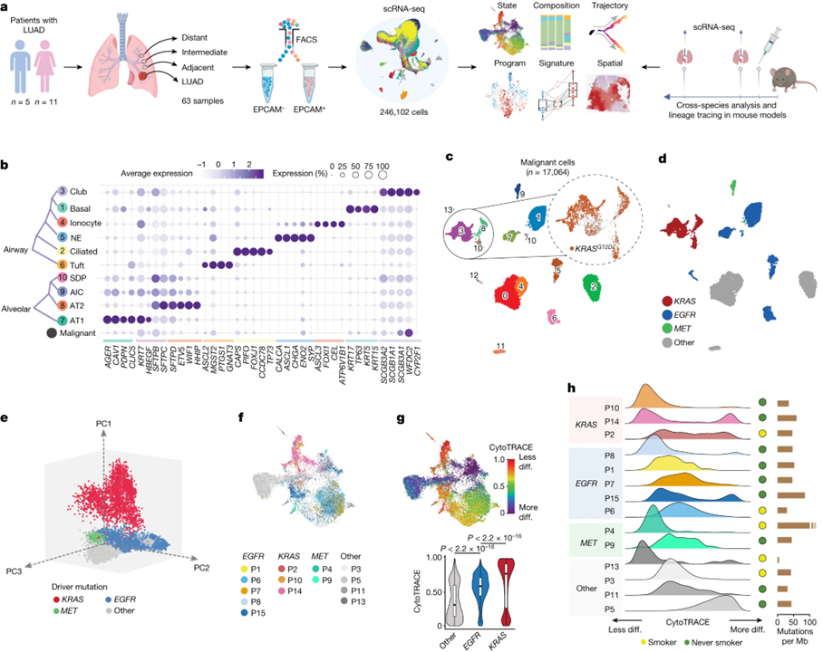 An atlas of epithelial cell states and plasticity in lung adenocarcinoma