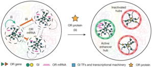 Read more about the article RNA-mediated symmetry breaking enables singular olfactory receptor choice